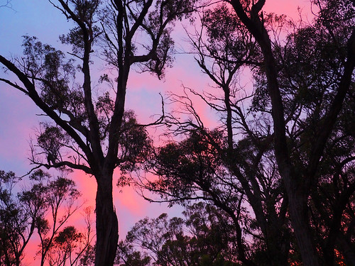 kaptainkobold nsw pink blue clouds dusk trees silhouette evening sky