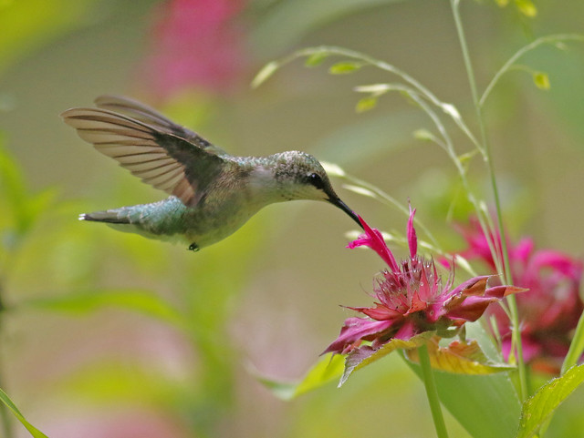 Hummingbird  and bokeh