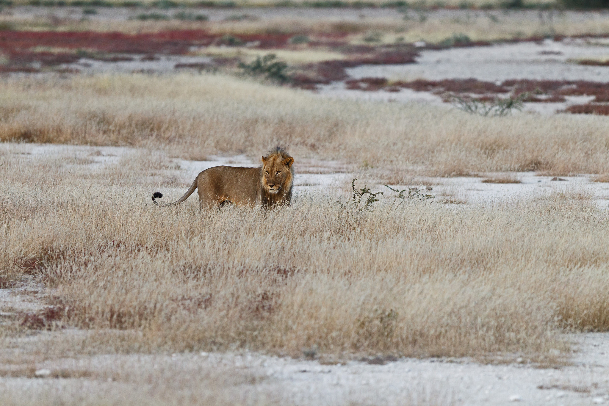 Male Lion - Namibia