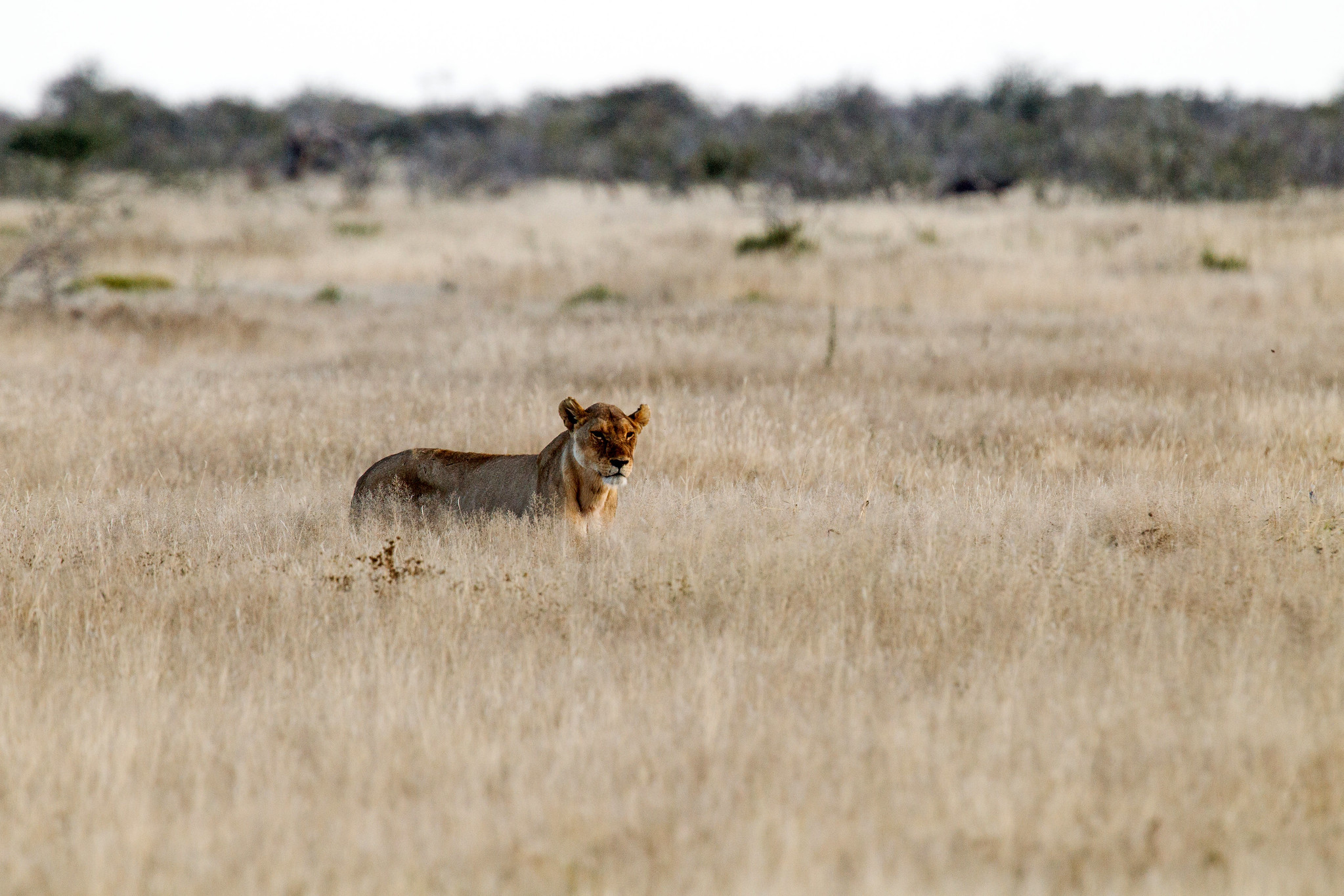 Female Lion - Namibia