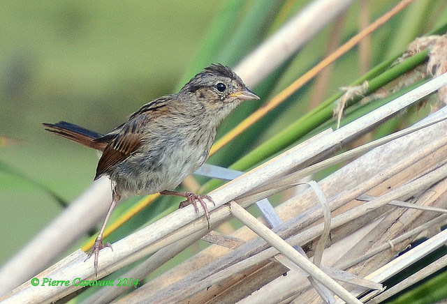 Bruant des Marais, Swamp Sparrow.  DSC_0211