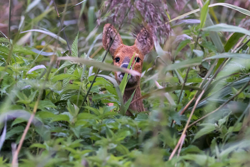 Peek-a-boo | by davepsemmens