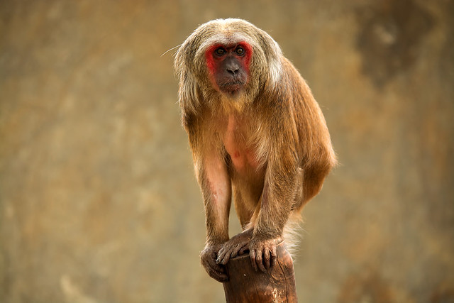 Macaca arctoides - Stump-tailed Macaque