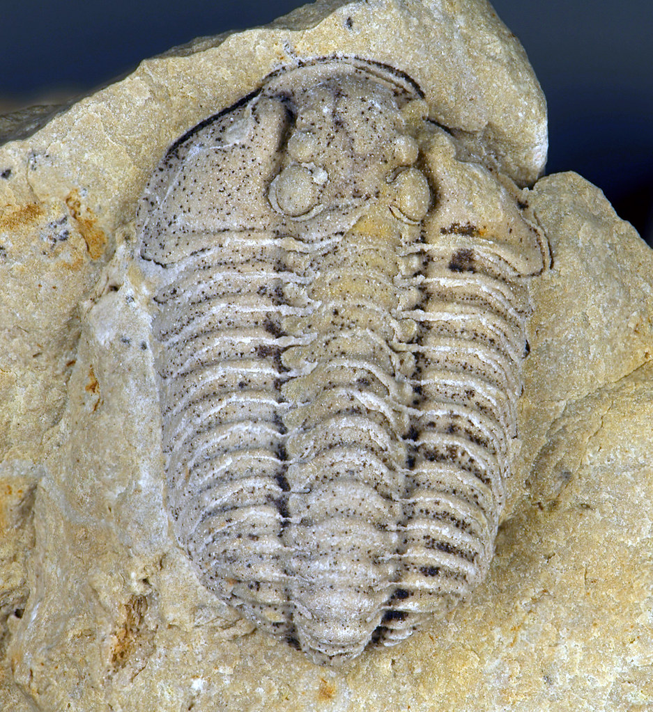 Sthenarocalymene celebra (fossil trilobite) (Cedarville Do… | Flickr