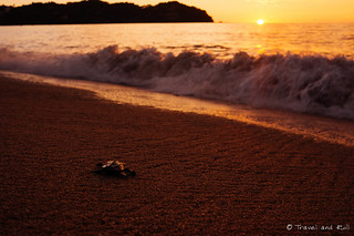 Sayulita sunset baby turtle