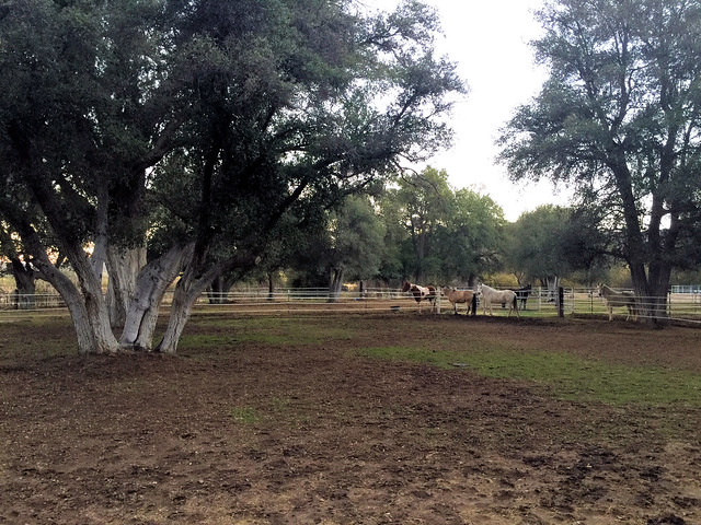 Rancho de los Robles - Horses in a Paddock