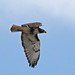 Flickr photo 'Red-tailed Hawk (Buteo jamaicensis)' by: Mary Keim.