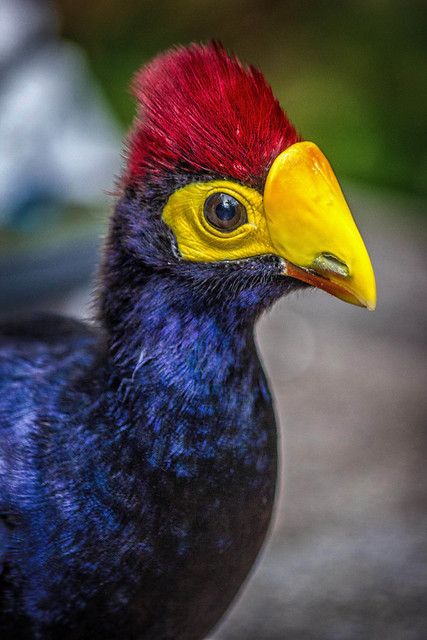 Ross's Turaco (Color)