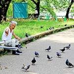 Old man give food to pigeons / 鳩にエサを与える男