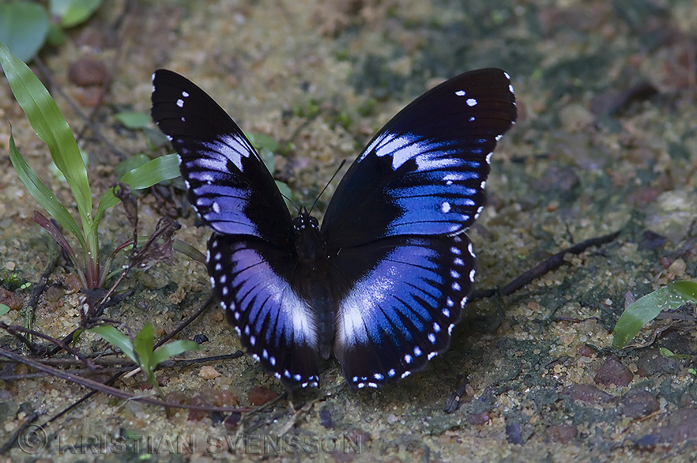 Hypolimnas Salmacis Blue Diadem Real African Butterfly Entomology Shadowbox