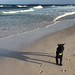 Junior playing on the beach, Brunswick Heads, New South Wales