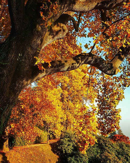 Take a Walk in the Park #italy #piemonte #visitpiedmontitaly  #burcina #falltime #Innamoratidelbiellese #biellese #biella #ig_biella #instagood #fallweather #autumn #instafall #leaves #fall #autumn #leaves #falltime #season #seasons #instafall #instagood