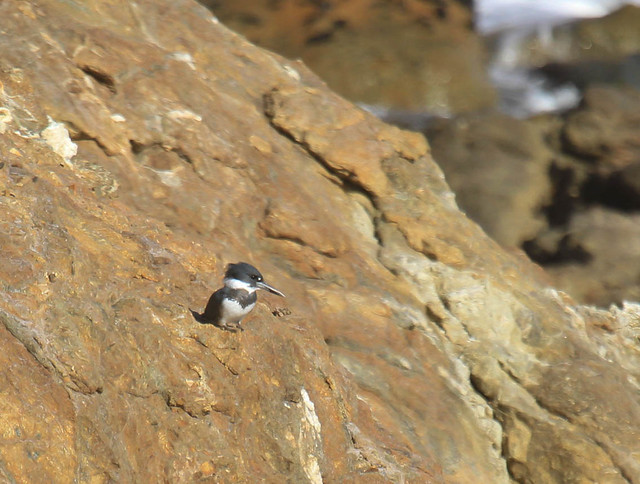 Male Belted Kingfisher at the Beach