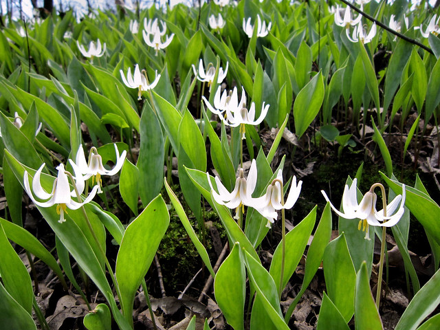 White Trout Lily - Erythronium albidum  -  Liliaceae: Lily family