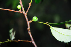 Litsea sp. (Lauraceae)