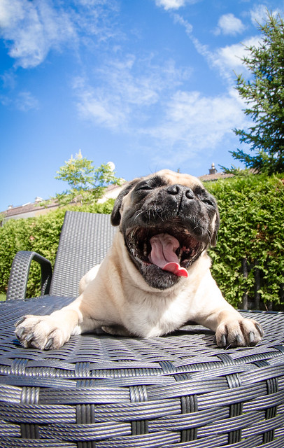 Only pugs can be exhausted of sunbathing