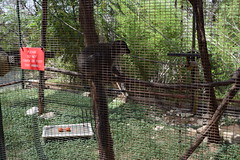 A lemur at the Austin Zoo