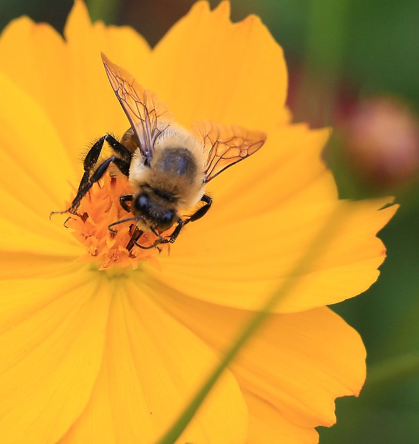 Bee On Cosmos