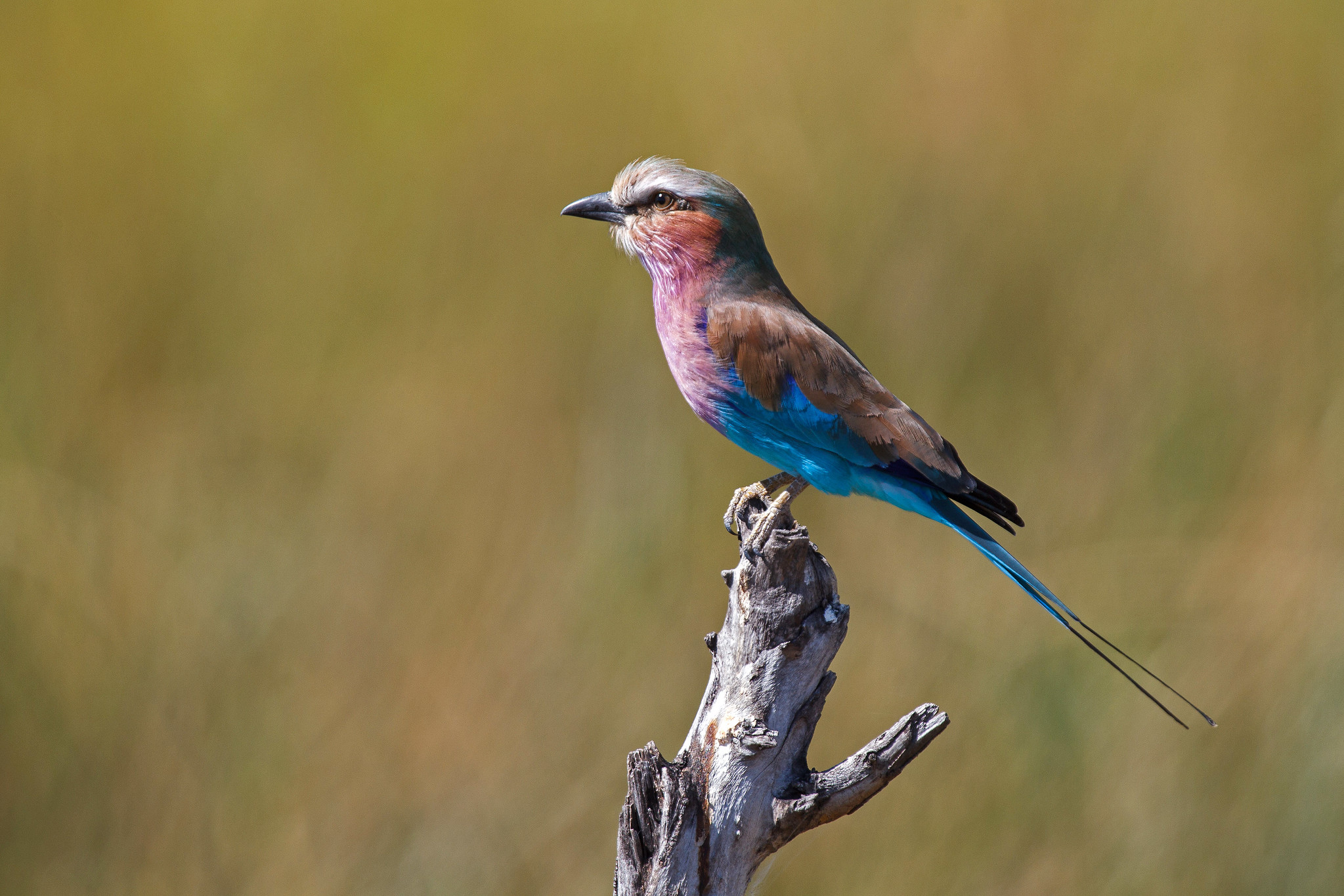 Lilac-breasted Roller - Namibia