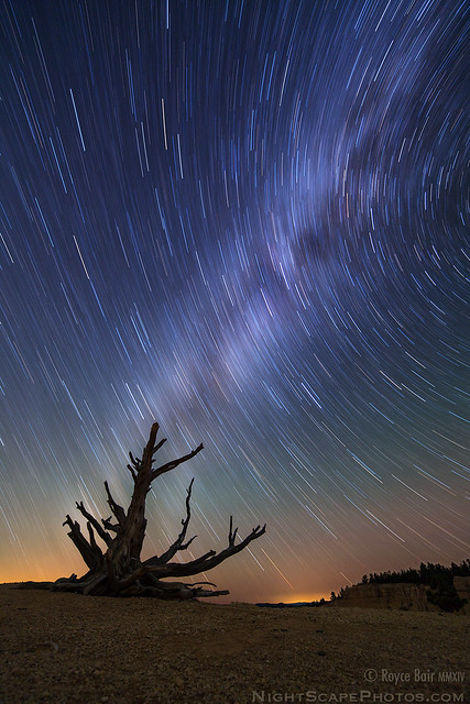 Star Trails - Bristlecone Pine