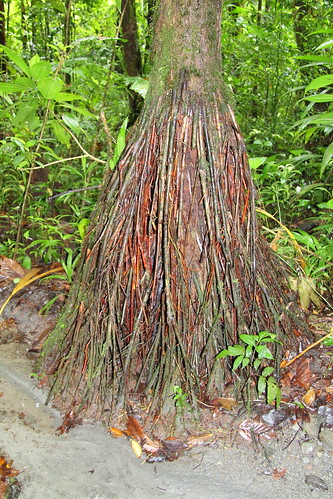 west tree green rain forest roots indies dominica carbbian
