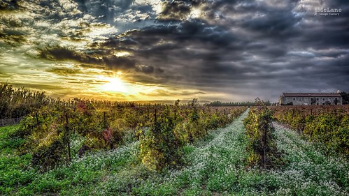 landscape languedocroussillon vignes wineward hérault sunset sun colorful colors