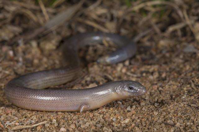 Two-clawed Worm-skink