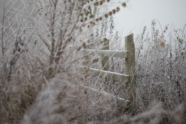 Frosty Morning Fence