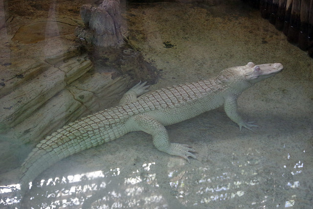 Crocodile (Crocodylus sp.)