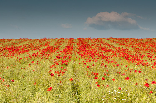blue sky cloud field shropshire rows poppy