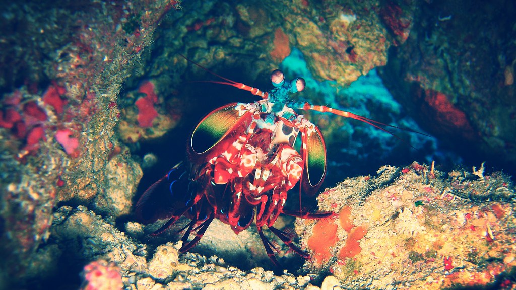 Scuba Diving 2014', AOW Maeda Point, praying mantis shrimp on the bottom