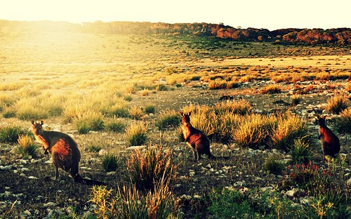 light sunset summer nature sunshine landscape australia kangaroos kangarooisland