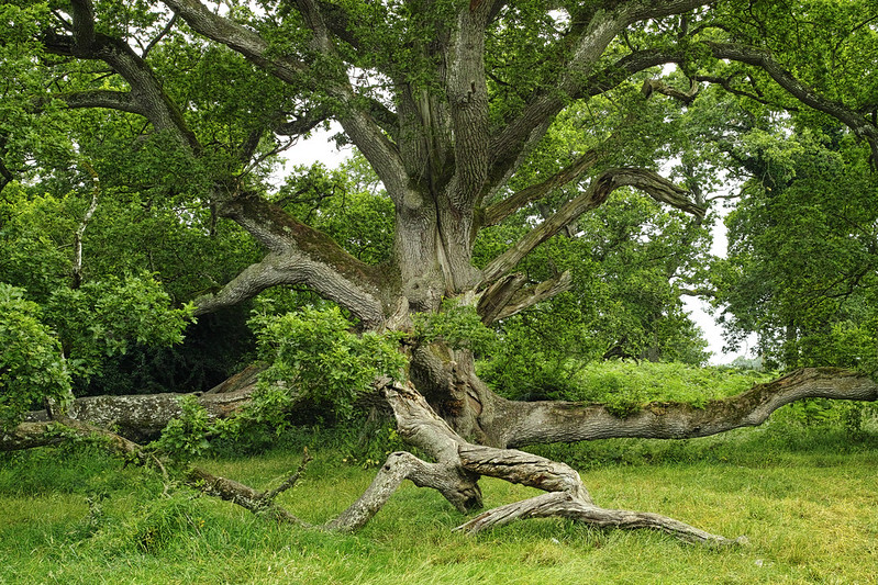 King Oak - Oldest Oak in IE