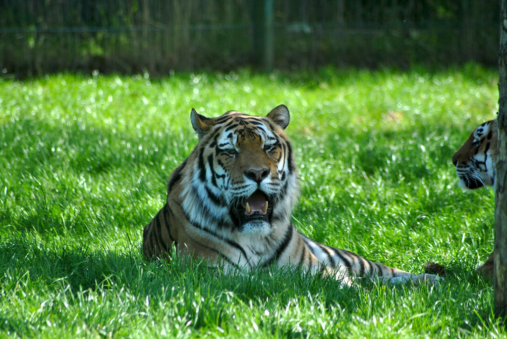 Tiger at Blackpool Zoo