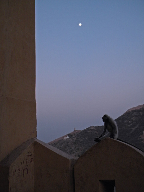 Monkeys watching the moonrise at Amber Fort just outside of Jaipur, India