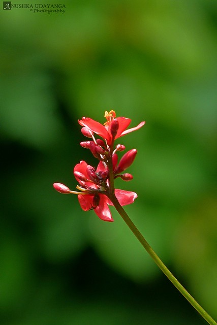 Red flower over green background