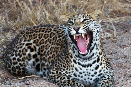 africa2014 (6 of 18) | Angry leopard | Alan Saidman | Flickr