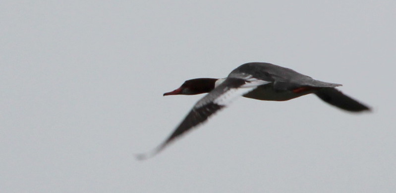 Common Merganser flying