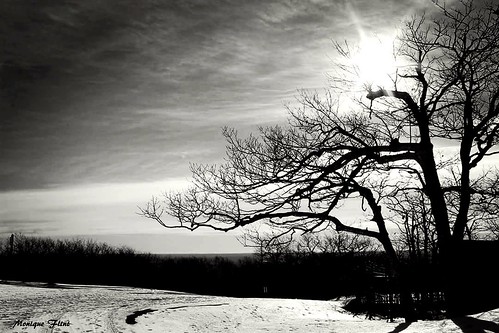 winter tree sun monochrome blackwhite nature landscape snow sky clouds quiet peaceful