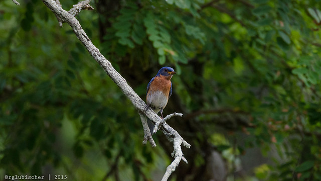 Birds of Allaire - Eastern Bluebird - 2