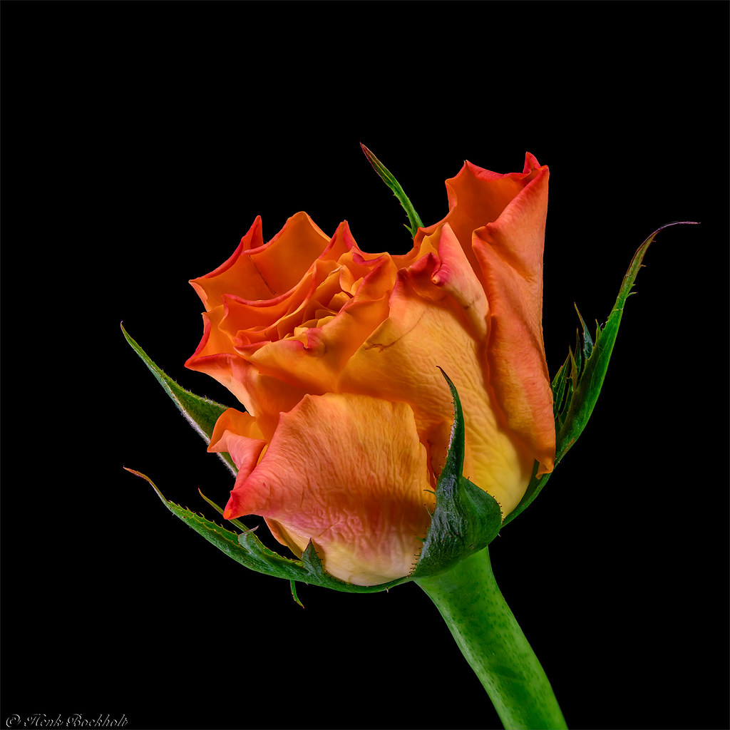 Roos / Rose | Roos Iedereen bedankt voor de reactie en de fa… | Flickr