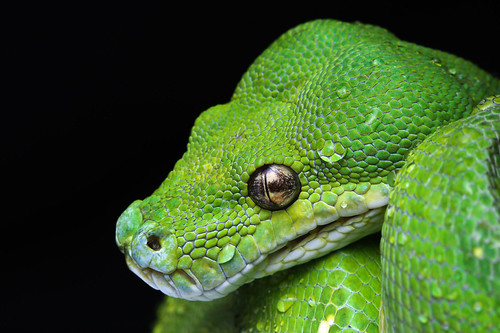 Green Tree Python | by Krystian Jernaś