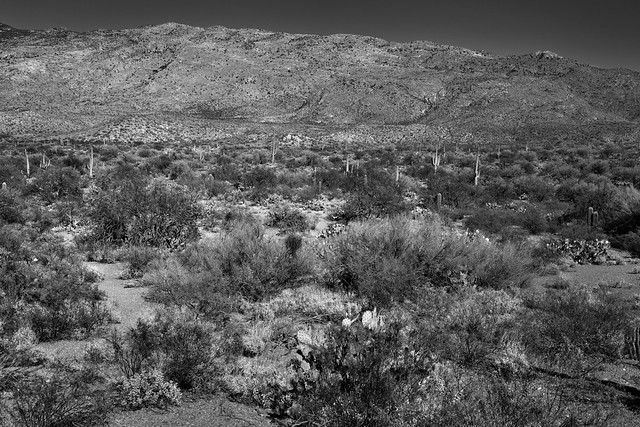Rincon Mountain District of Saguaro National Park (Black & White)