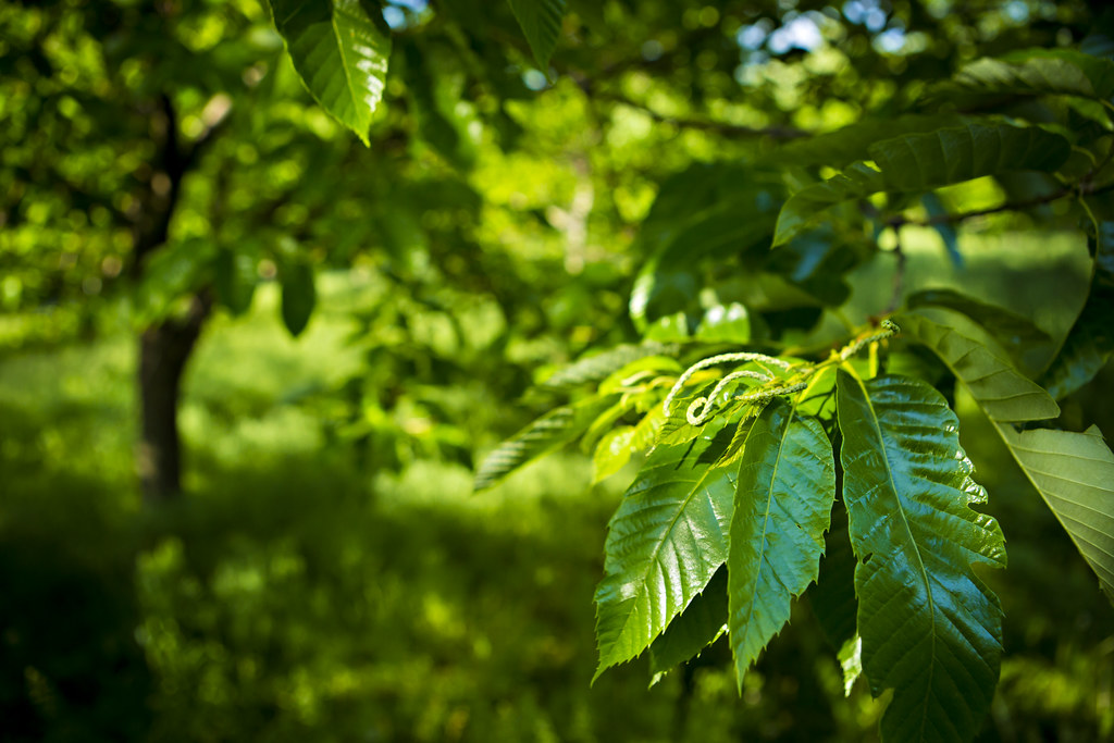 chestnut-grove-harc-0054-chestnut-groves-at-harc-late-spr-flickr