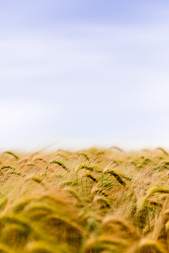 nature field barley landscape agriculture minimalism paysage champ orge