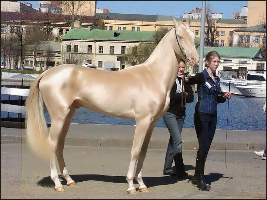 akhal-teke horse