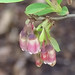 Flickr photo 'Bog bilberry (Vaccinium uliginosum) Rauschbeere' by: Werner Witte.