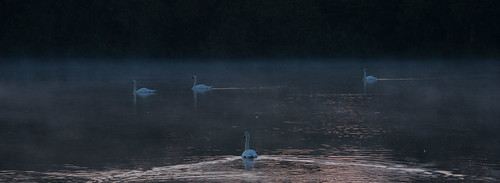 morning mist water birds sunrise four swans flickrbugs