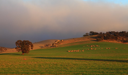 fog rural landscape sheep farming southaustralia mannanarie
