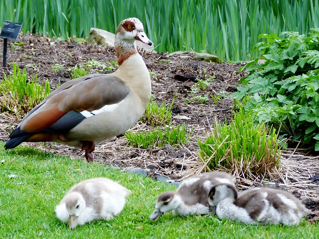 Resident Egyptian Goose, Royal Botanic Gardens, Kew @ 4 April 2014 (Part 1 of 3)